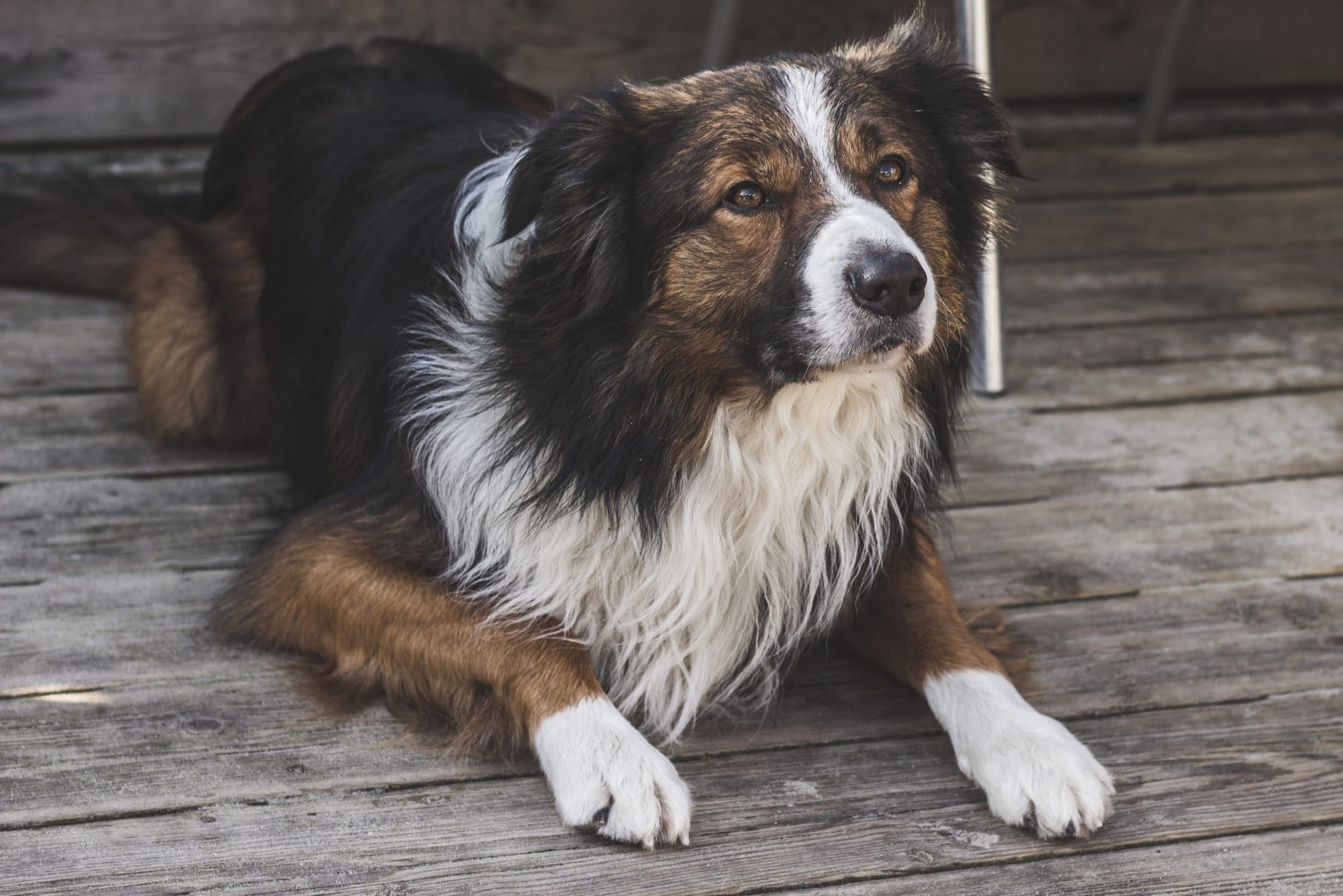 Tales of a Dislocated Schizophrenic Sheepdog